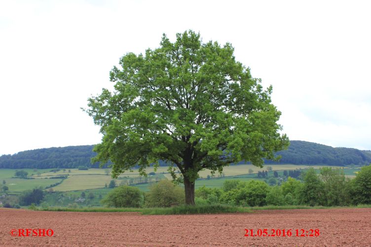 Marche Internationale de Diekirch