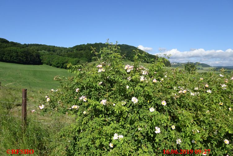 Marche Internationale de Diekirch