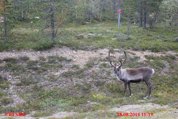 an der 4 / E75, Rentiere an der Strasse