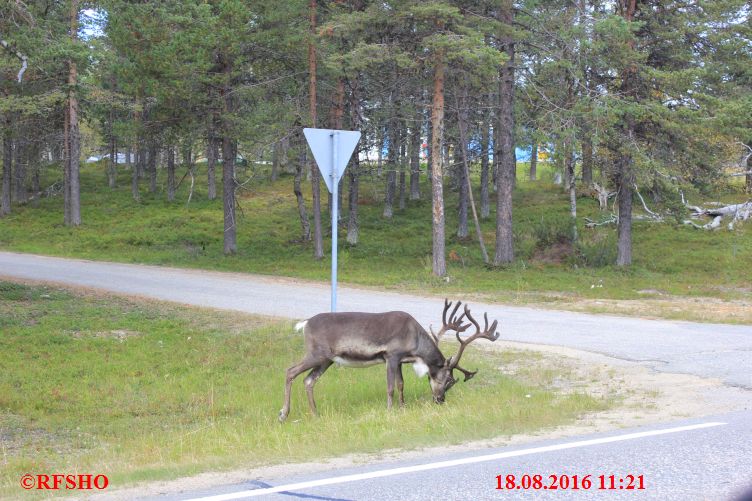 an der 4 / E75, Rentiere an der Strasse