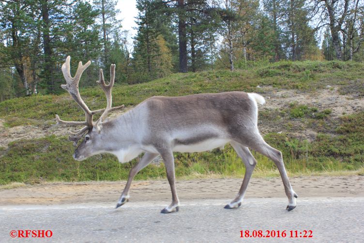 an der 4 / E75, Rentiere an der Strasse