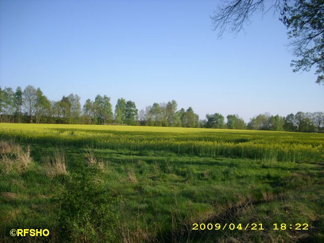 Rapsfeld (Rietbrücke Schwarzburg / Rietberg)