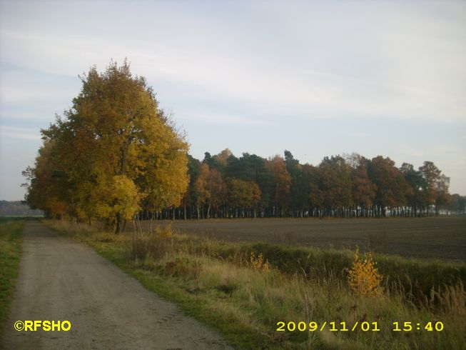 Herbst im Wald