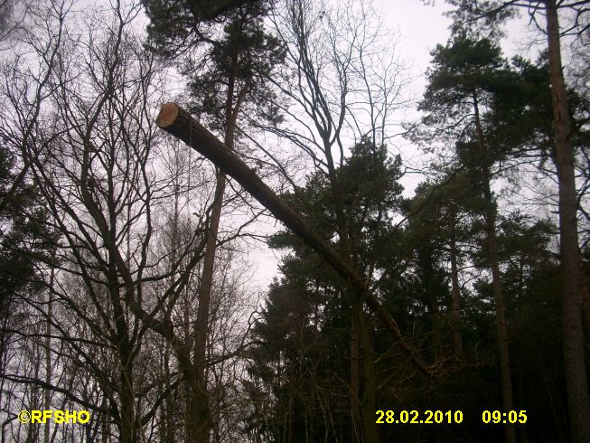 Immenbusch Zuckerland (wie kommt der Baum dort hin?)