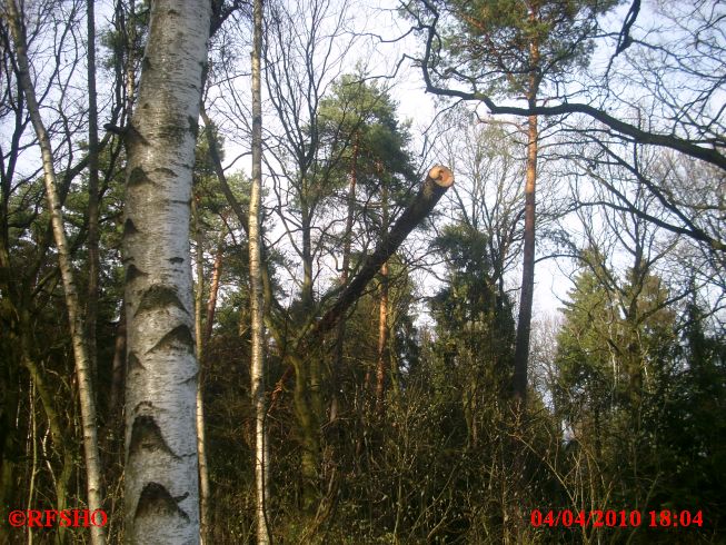 Immenbusch, der fliegende Baum