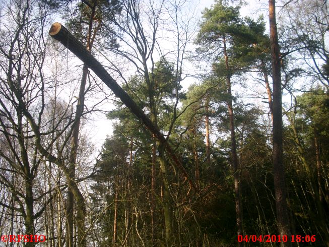 Immenbusch, der fliegende Baum