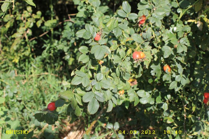 Hagebutte (Rosa canina)