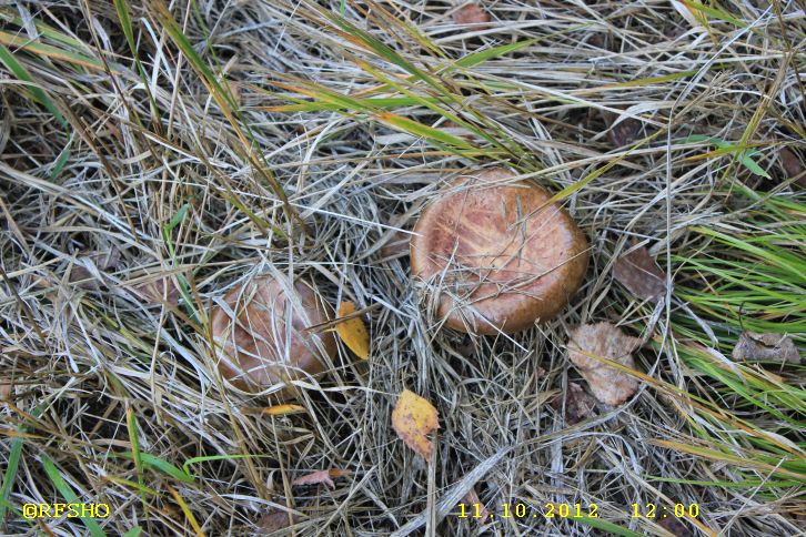 Naturschutzgebiet Großes Moor