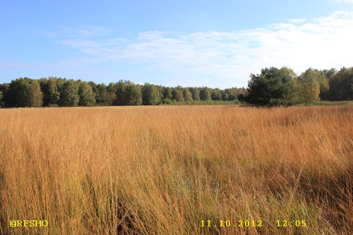 Naturschutzgebiet Großes Moor