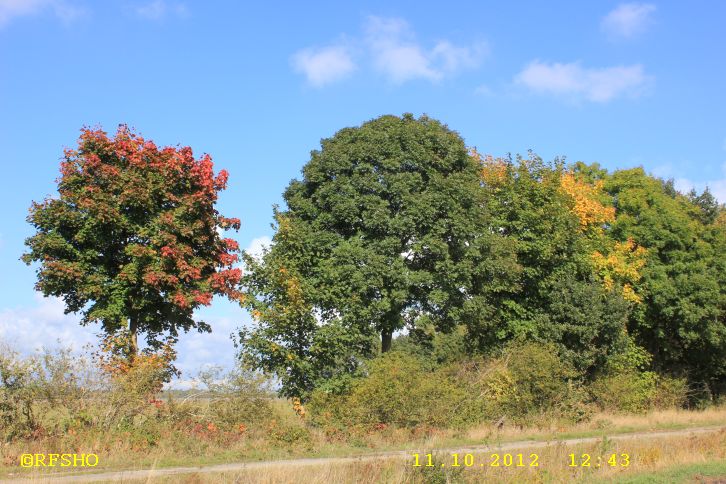 Naturschutzgebiet Großes Moor