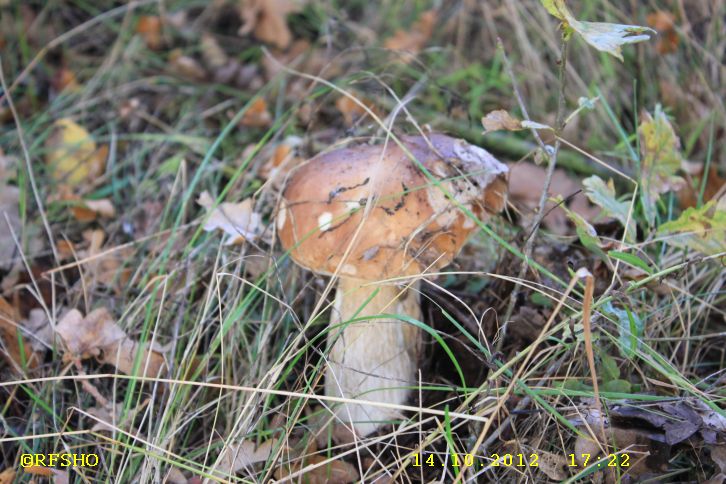 Herbst