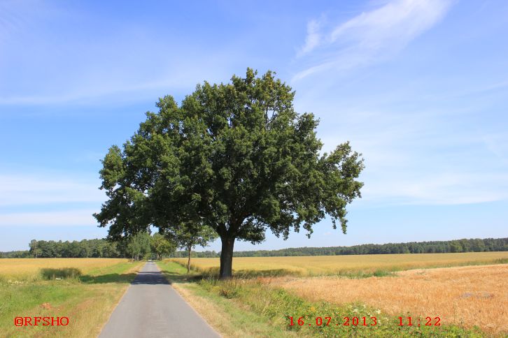 Eiche an der Schützenstrasse