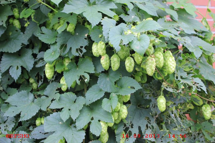 Hopfen