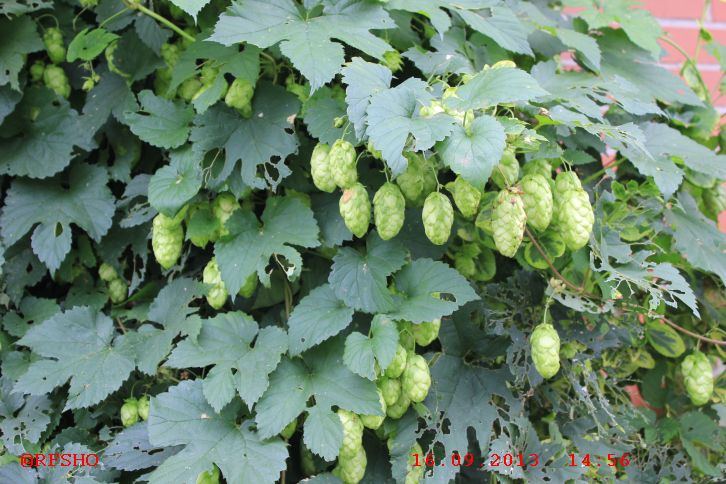 Hopfen