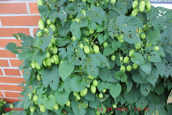 Hopfen