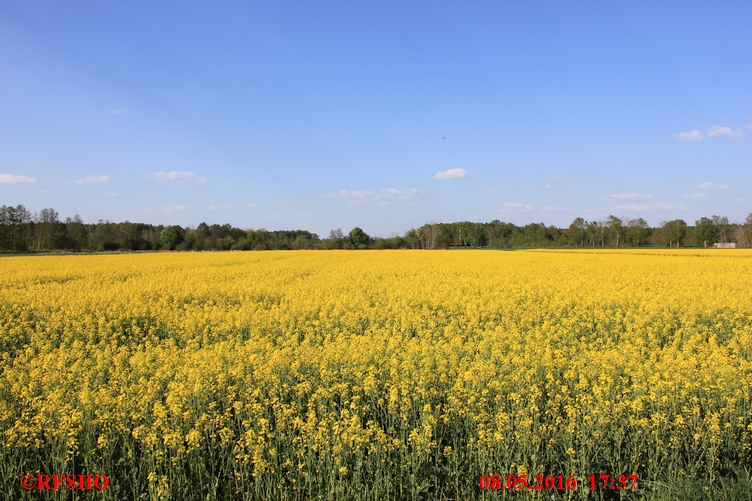 Rapsblüte,  Große Wörde Weg