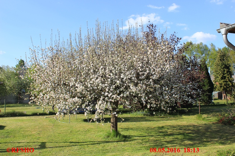 Ringstraße, unser Apfelbaum