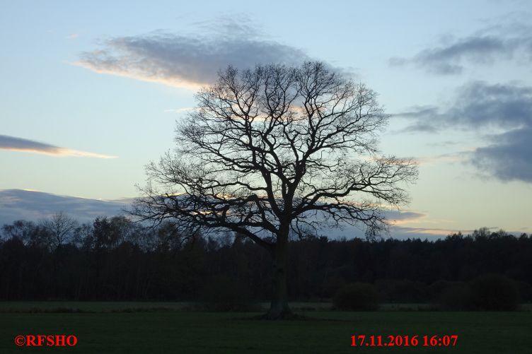 Eiche, Neue-Land-Weg