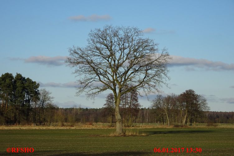 Eiche, Große Wiesen