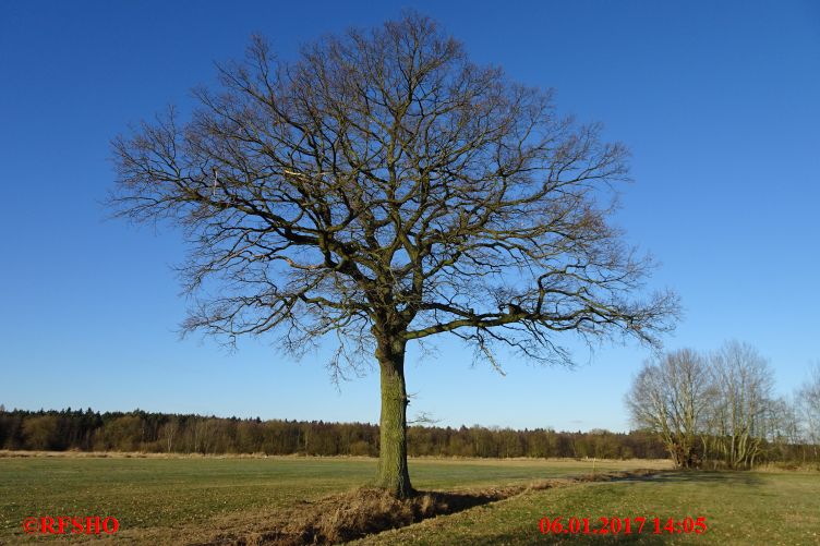 Eiche, Neue-Land-Weg 