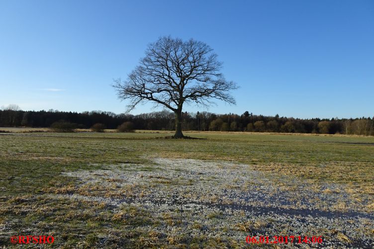 Eiche, Neue-Land-Weg 