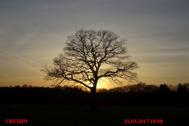 Eiche, Neue-Land-Weg 