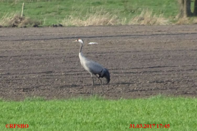 Kranich am Große-Wörde-Weg