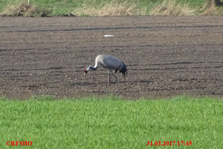 Kranich am Große-Wörde-Weg