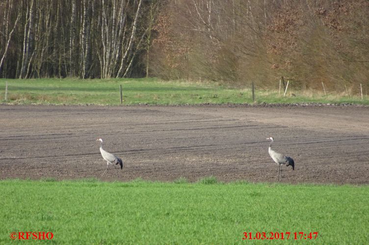 Kraniche am Große-Wörde-Weg