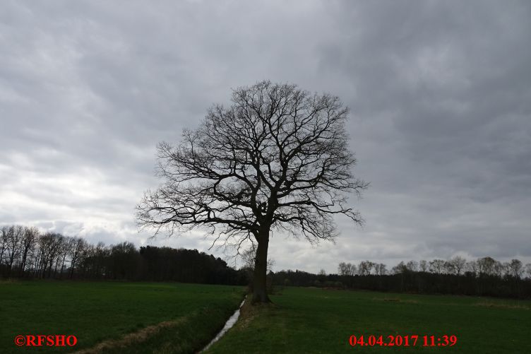 Eiche, Neue-Land-Weg 