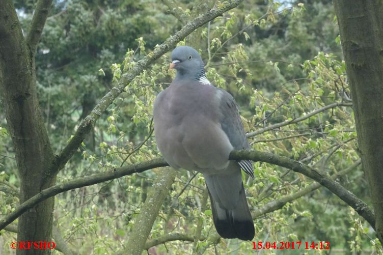 Ringstraße, Besuch am Fenster