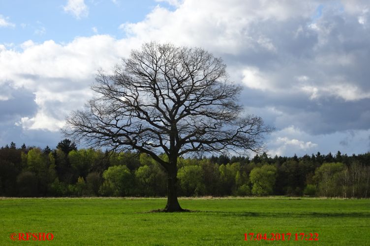 Eiche, Neue-Land-Weg