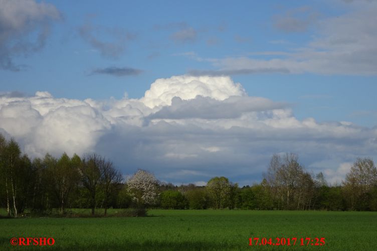 Eiche, Neue-Land-Weg