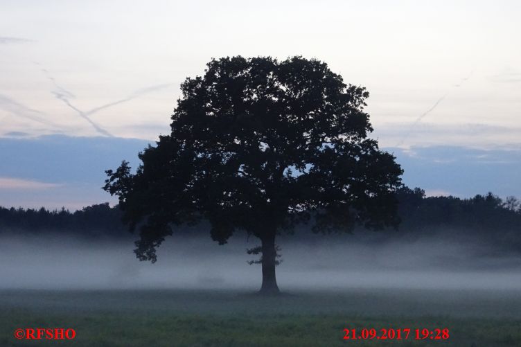 Eiche, Neue-Land-Weg