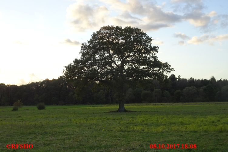 Eiche, Neue-Land-Weg