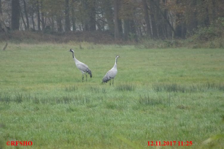 Kraniche auf Jordans Wiese