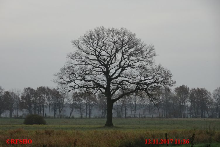 Eiche, Neue-Land-Weg