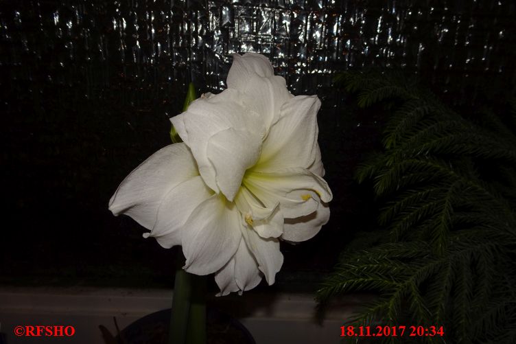 Amaryllis