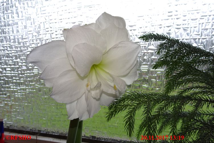 Amaryllis