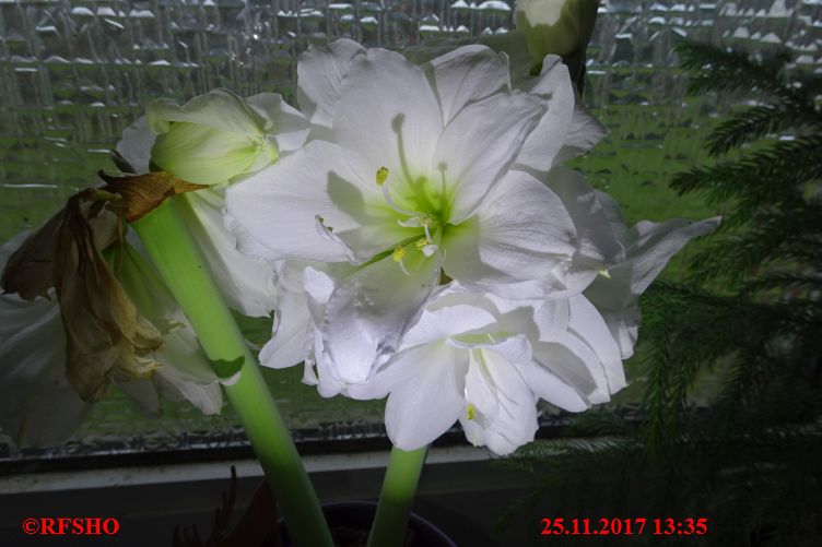 Amaryllis