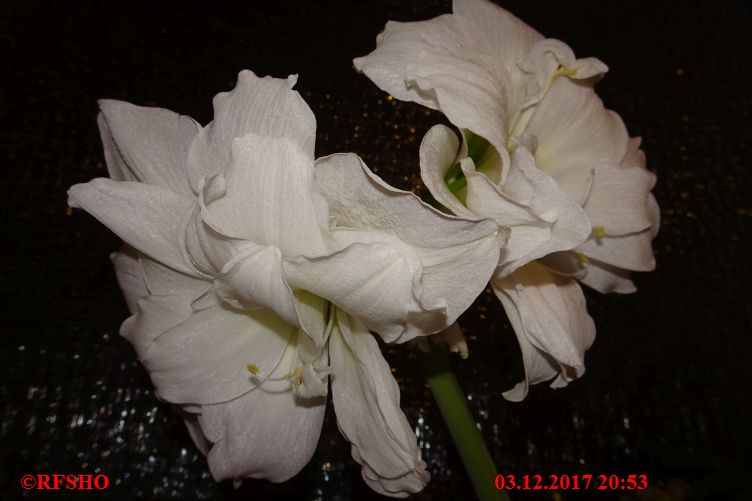 Amaryllis