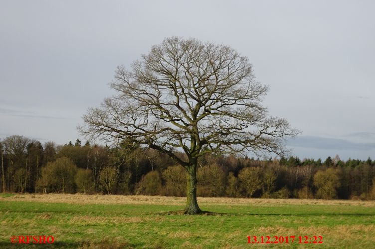 Eiche Neue-Land-Weg