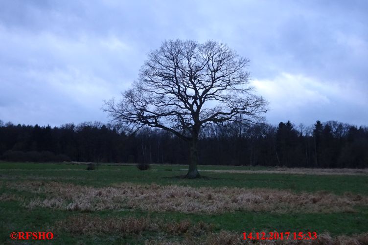 Eiche Neue-Land-Weg