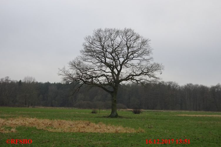 Eiche Neue-Land-Weg