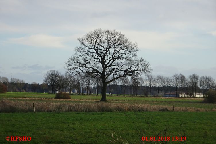 Eiche Neue-Land-Weg