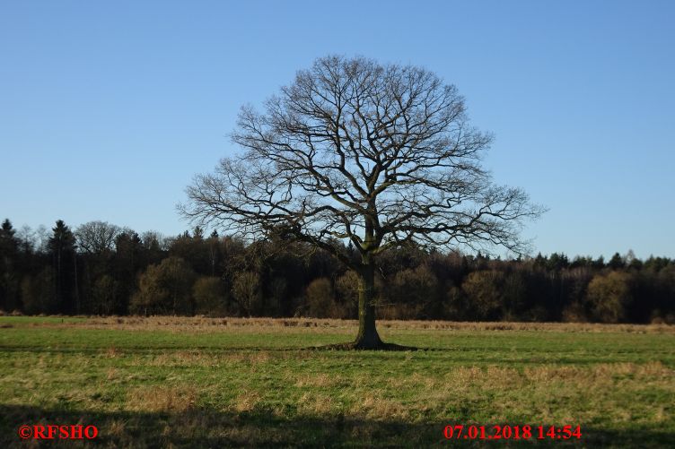 Eiche Neue-Land-Weg