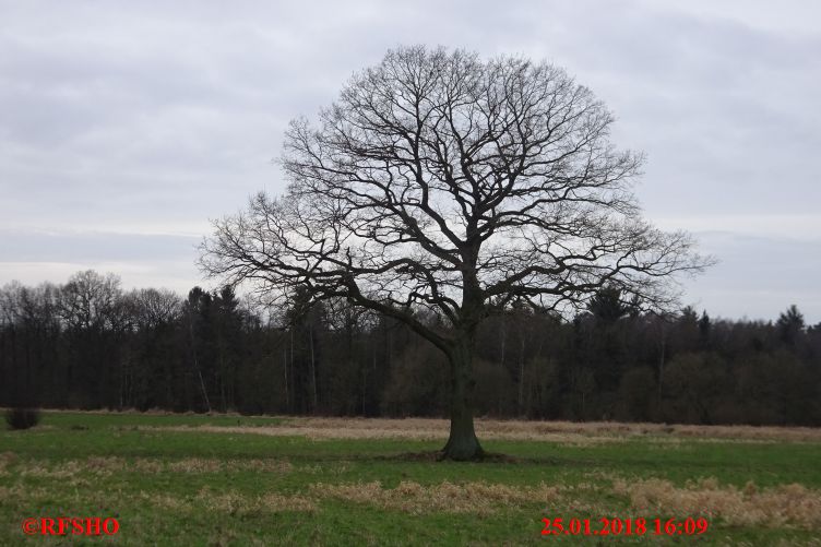 Eiche Neue-Land-Weg