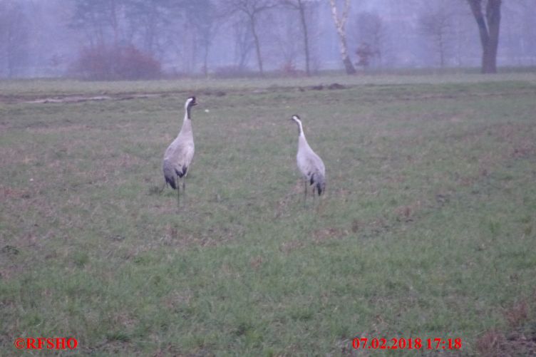 Neue-Land-Weg, Kraniche