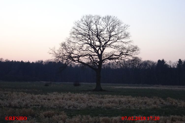 Eiche Neue-Land-Weg