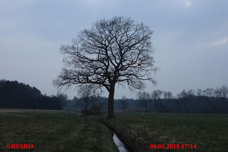 Eiche Neue-Land-Weg